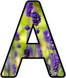 Free printable Lavender flower lettering for display