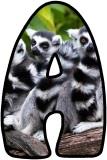 Free Lemur background display lettering sets