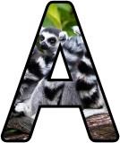 Free Lemur background display lettering sets
