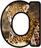 Free Leopard background display lettering sets