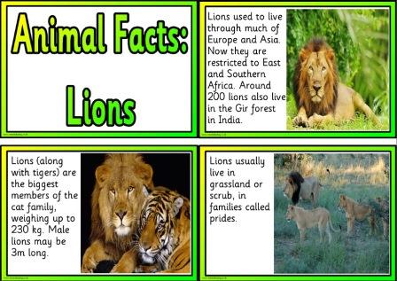 Printable animal facts information cards - lions