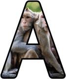 Free Monkey background display lettering sets