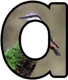 Free printable instant display digital lettering sets with a Nuthatch photo background. 