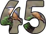 Free printable instant display digital lettering sets with a Nuthatch photo background. 