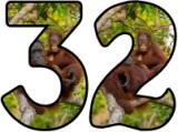 Orangutan background instant display lettering sets for classroom display.