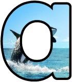 Free printable Orca, Killer Whale background instant display digital lettering sets.