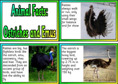 Free printable Ostriches and Emus information fact cards
