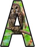 Owl background free printable display lettering sets