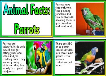 Free printable Parrots information fact cards