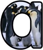 Penguin background instant display lettering sets.  Free digital lettering to print and display. 