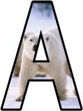 Free printable Polar Bear background instant display lettering sets for classroom bulletin board display.
