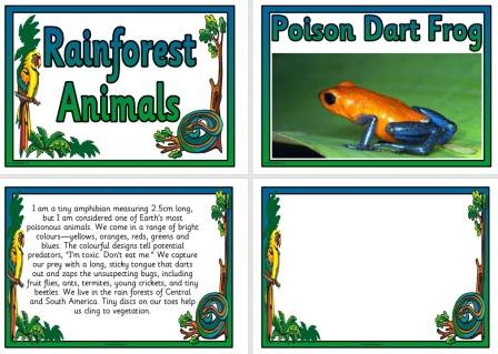 Match Descriptions to Animals Rainforest Animals Cards