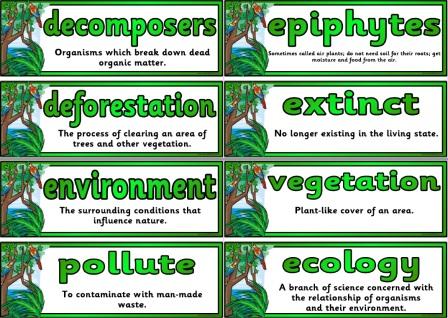 Free Printable Rainforest Vocabulary Cards with definitions