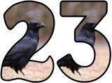 Free printable instant display digital lettering sets with a Raven photo background.
