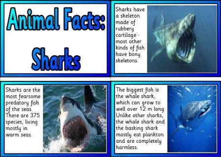 Free Printable Animal Facts Posters - Sharks