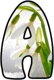 Free printable Snowdrop flower lettering for display