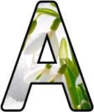 Free printable Snowdrop flower lettering for display